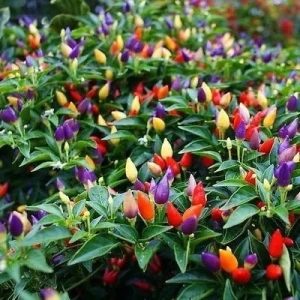 Seminte Ardei iute ornamental Little Wonder (0,2g) 30 seminte, gust iute, Agrosem